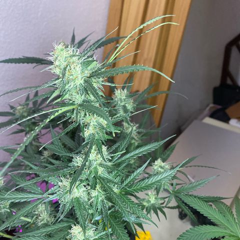 Roxinha  growlog timeline photo