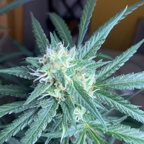 Roxinha  growlog timeline photo