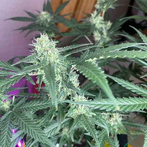 Roxinha  growlog timeline photo