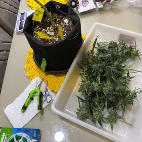Roxinha  growlog timeline photo