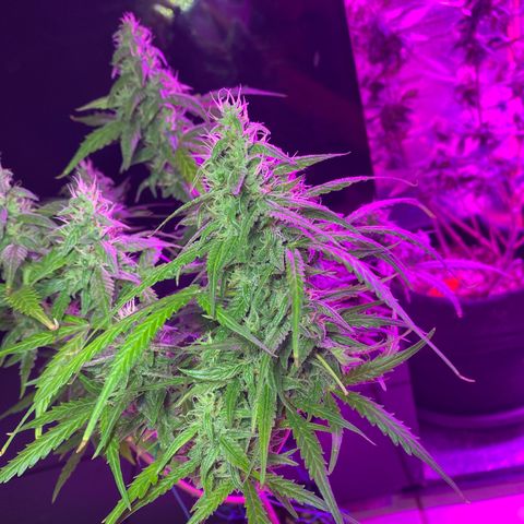 Mimosa Cake Auto growlog timeline photo