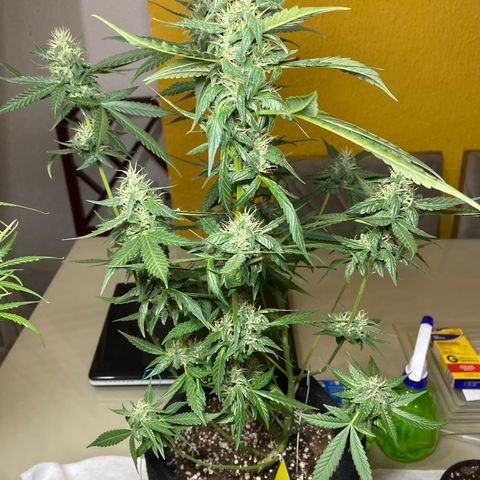 Orange Sherbert growlog timeline photo