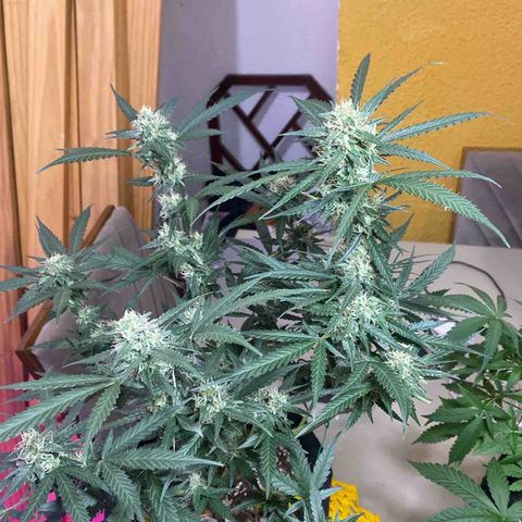 Foto 1 do growlog de Roxinha 