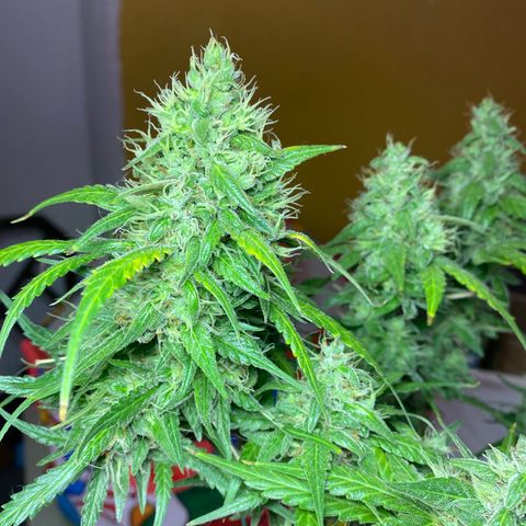 Mimosa Cake Auto growlog timeline photo