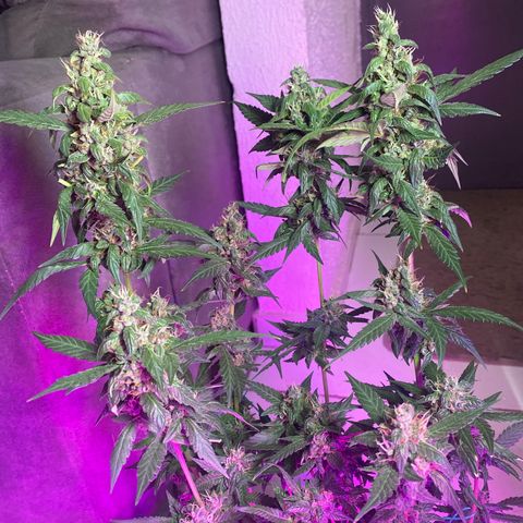 Orange Sherbert growlog timeline photo