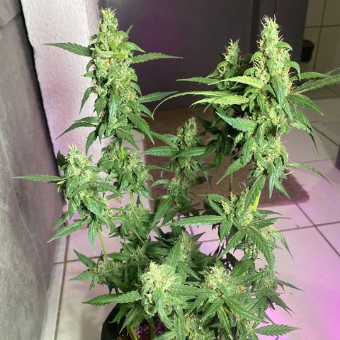 Orange Sherbert growlog timeline photo