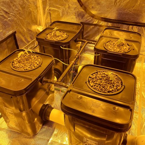 Blue Dream growlog photo: First day in buckets