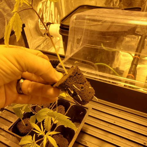 Blue Dream growlog timeline photo