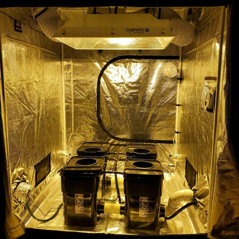 Blue Dream growlog timeline photo
