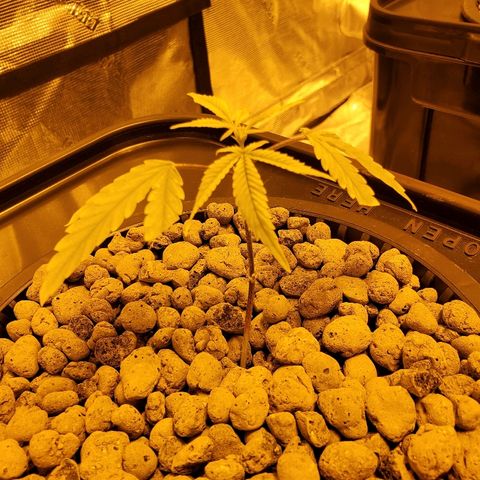 Blue Dream growlog timeline photo