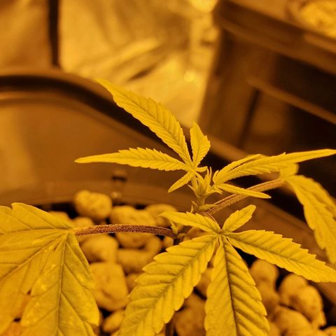 Blue Dream growlog timeline photo