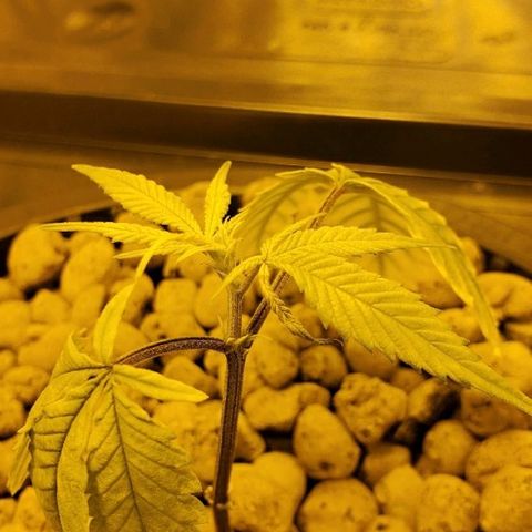 Blue Dream growlog timeline photo