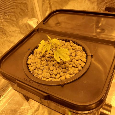 Blue Dream growlog timeline photo