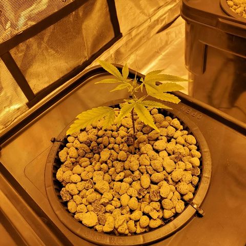 Blue Dream growlog timeline photo