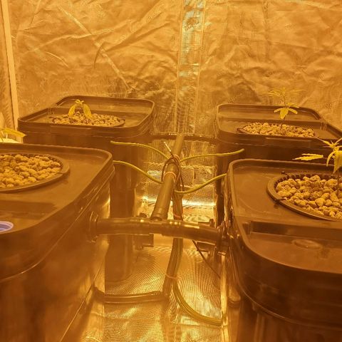 Blue Dream growlog timeline photo
