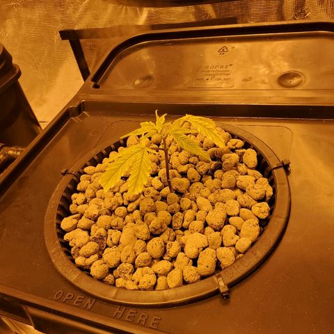 Blue Dream growlog timeline photo
