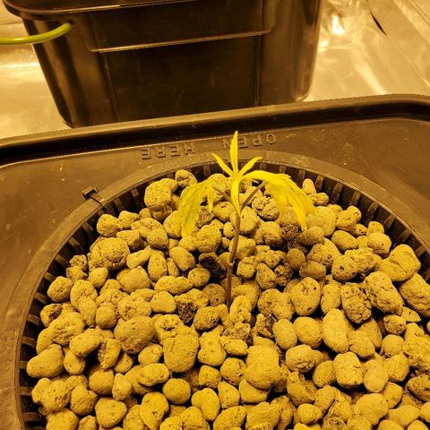 Blue Dream growlog timeline photo