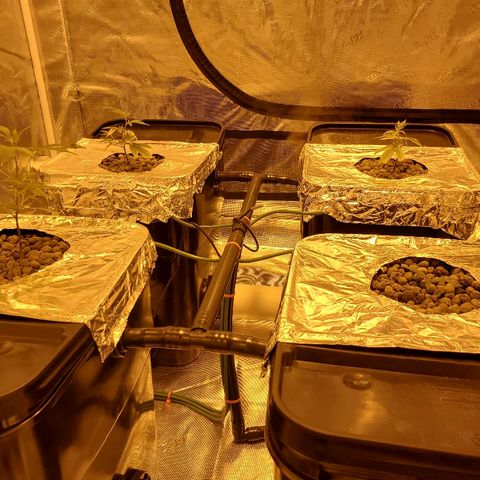 Blue Dream growlog timeline photo