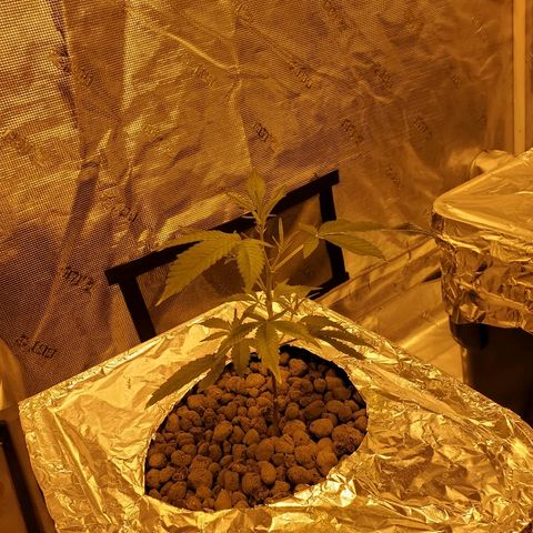 Blue Dream growlog timeline photo