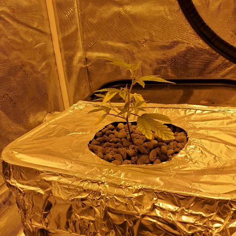 Blue Dream growlog timeline photo