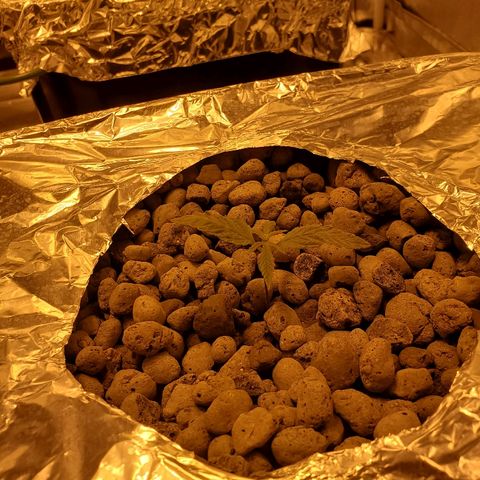 Blue Dream growlog timeline photo