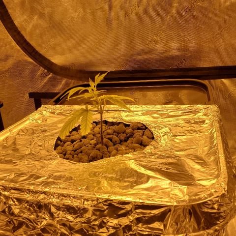 Blue Dream growlog timeline photo