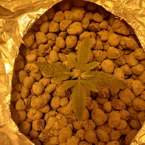 Blue Dream growlog photo: LSD seedling day 2