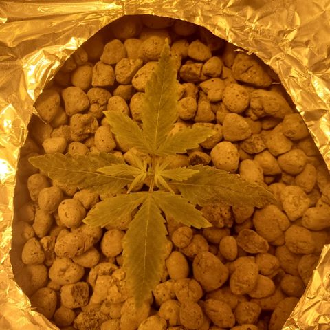 Blue Dream growlog photo: LSD seedling day 3