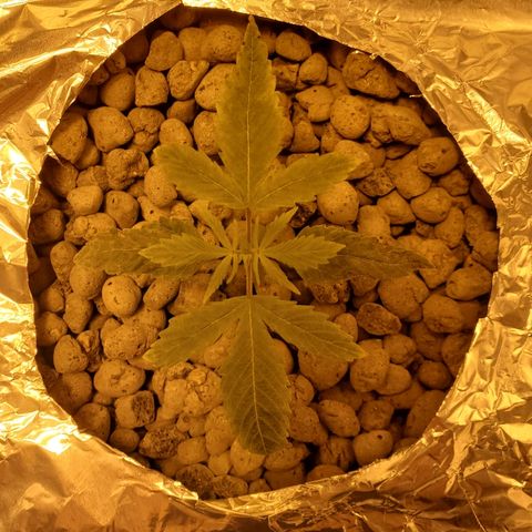 Blue Dream growlog photo: LSD seedling day 4