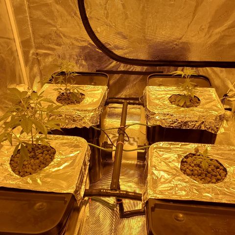 Blue Dream growlog timeline photo