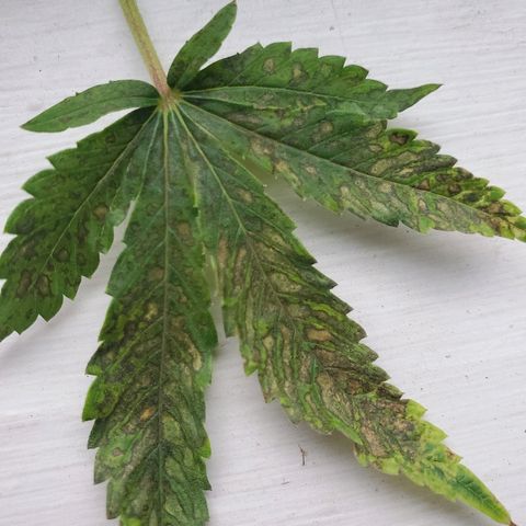 Blue Dream growlog timeline photo