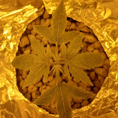 Blue Dream growlog photo: LSD day 5