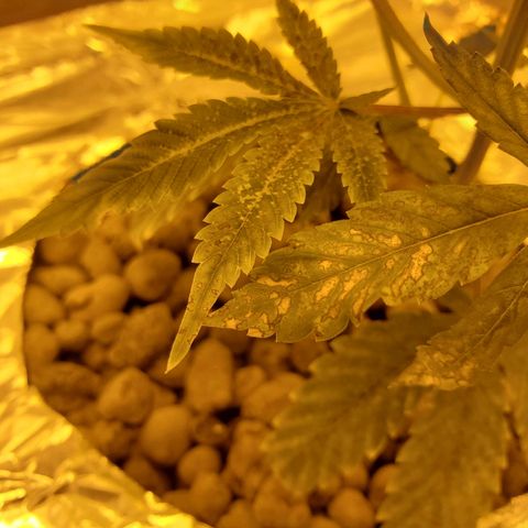 Blue Dream growlog timeline photo