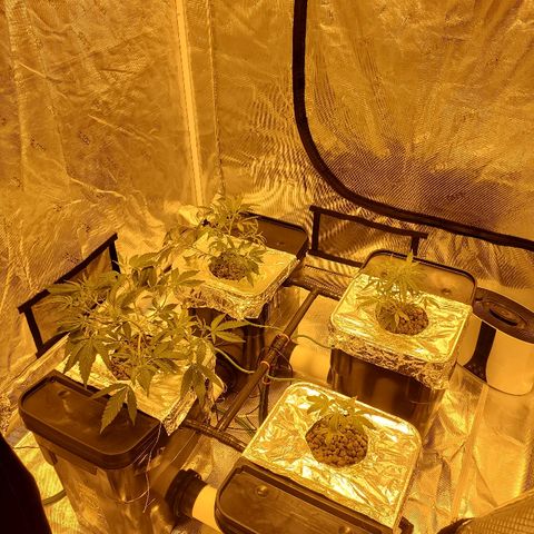 Blue Dream growlog timeline photo