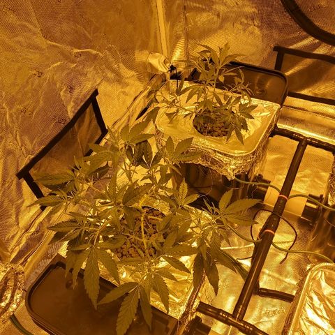 Blue Dream growlog timeline photo