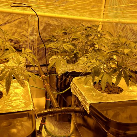 Blue Dream growlog timeline photo