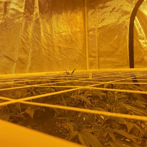 Blue Dream growlog timeline photo