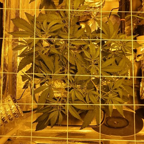 Blue Dream growlog timeline photo