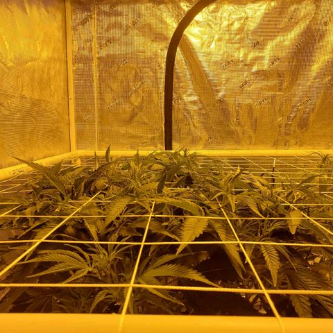 Blue Dream growlog timeline photo