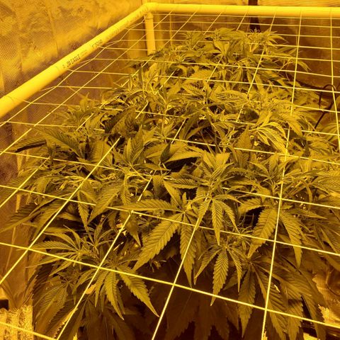 Blue Dream growlog timeline photo