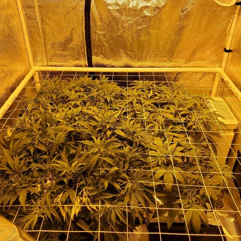 Blue Dream growlog timeline photo
