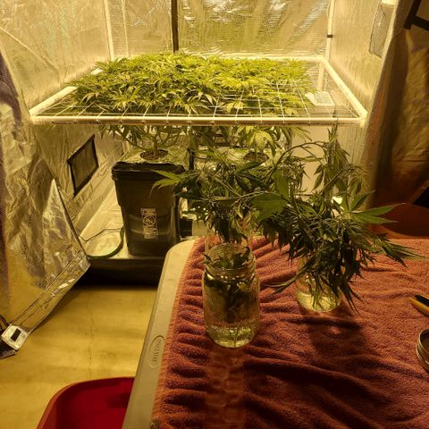 Blue Dream growlog timeline photo