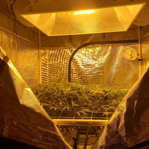 Blue Dream growlog timeline photo