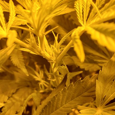 Blue Dream growlog timeline photo