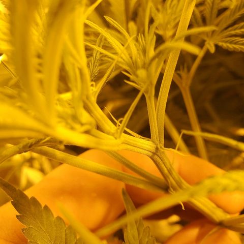 Blue Dream growlog timeline photo