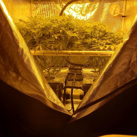 Blue Dream growlog timeline photo