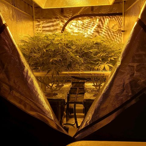 Blue Dream growlog timeline photo