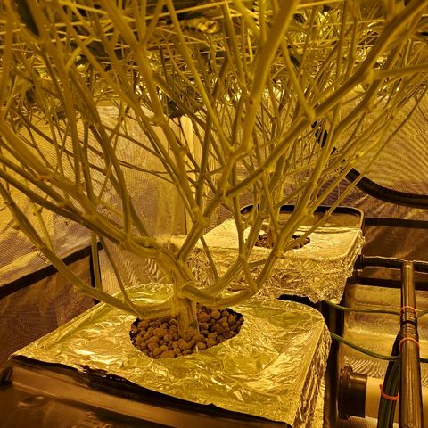 Blue Dream growlog timeline photo