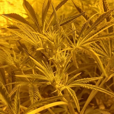 Blue Dream growlog timeline photo