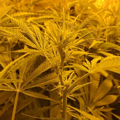 Blue Dream growlog timeline photo